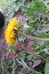 Taraxacum distinctilobum
