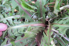Taraxacum distinctilobum