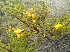 Hypericum laricifolium