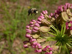 Anthophora abrupta