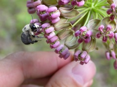 Anthophora abrupta