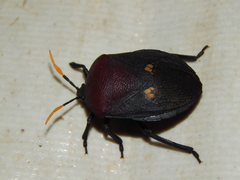 Coridius nubilus