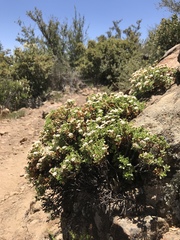 Ericameria cuneata macrocephala