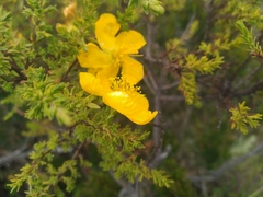 Hypericum laricifolium