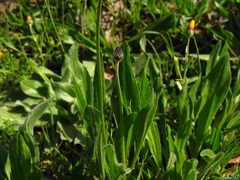 Plantago lagopus