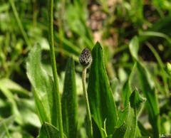 Plantago lagopus