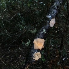 Aleurodiscus vitellinus