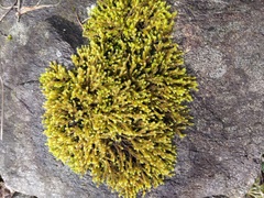 Anastrophyllaceae