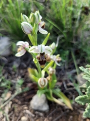 Ophrys scolopax