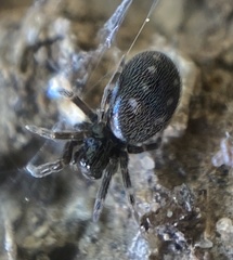 Nurscia albomaculata