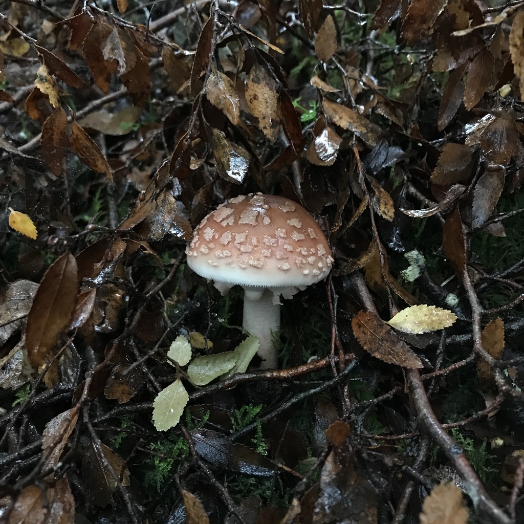 Amanita rubescens · April 2022 · photo: © cristianriquelme (iNaturalist, cc-by)