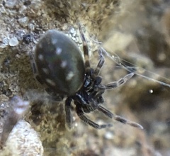 Nurscia albomaculata