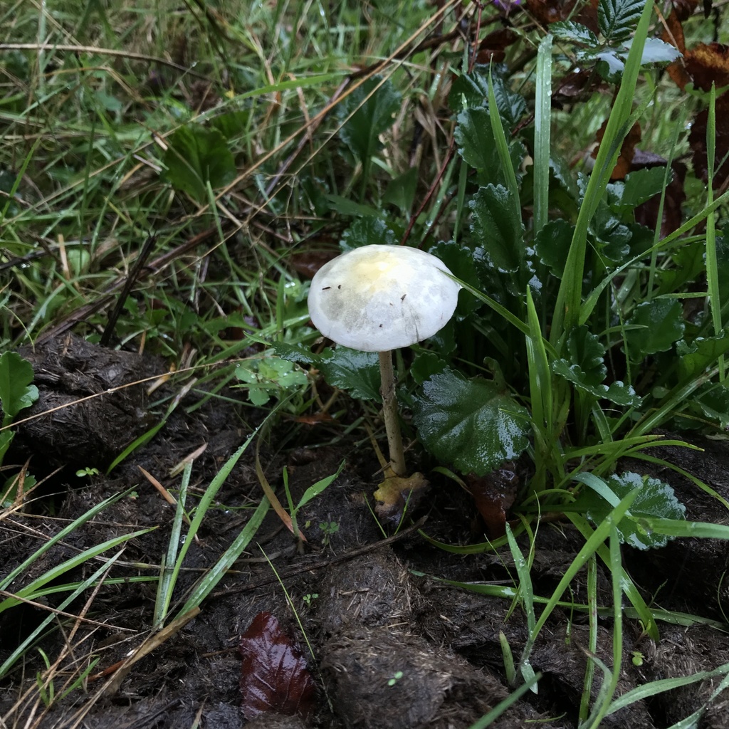 Protostropharia semiglobata · April 2022 · photo: © cristianriquelme (iNaturalist, cc-by)