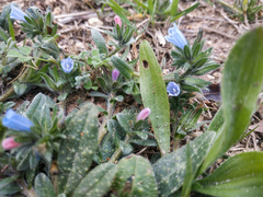 Echium parviflorum