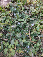Echium parviflorum