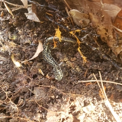 Plethodon glutinosus