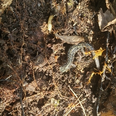 Plethodon glutinosus