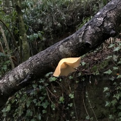 Aleurodiscus vitellinus