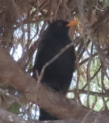 Turdus merula