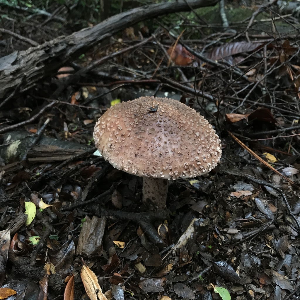 Amanita rubescens · April 2022 · photo: © cristianriquelme (iNaturalist, cc-by)