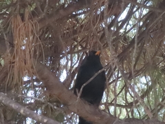 Turdus merula
