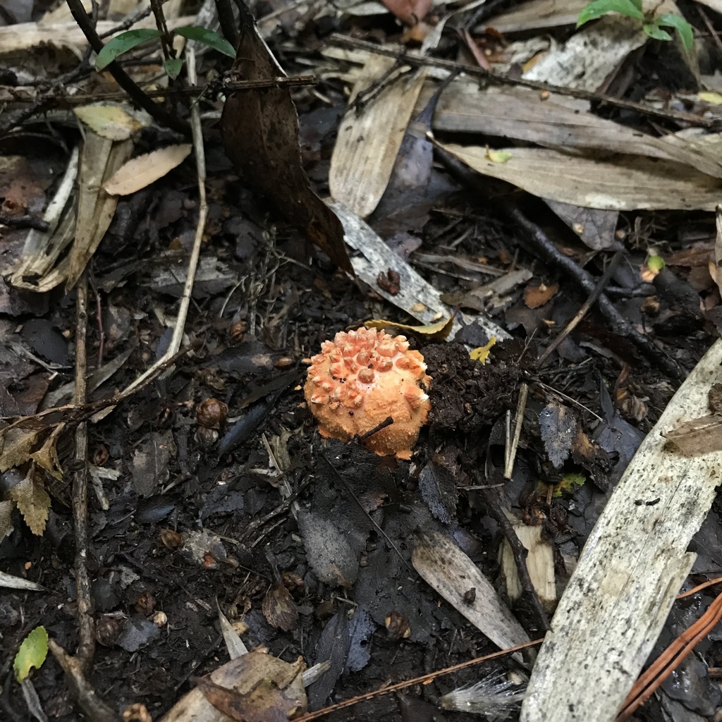 Amanita aurantiovelata · April 2022 · photo: © cristianriquelme (iNaturalist, cc-by)