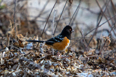 Pipilo maculatus magnirostris