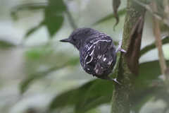 Willisornis poecilinotus