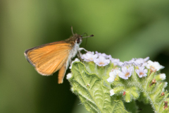 Ancyloxypha nitedula