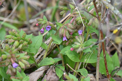 Pulmonaria officinalis
