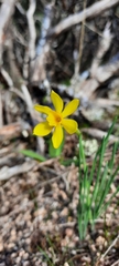 Narcissus