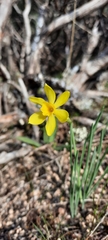 Narcissus