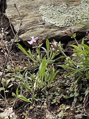 Silene caroliniana