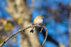 Junco bairdi