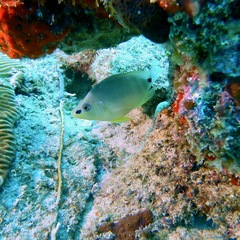 Hypoplectrus unicolor