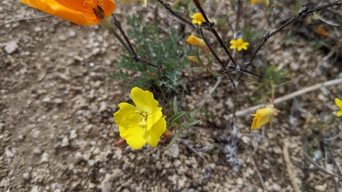 Mojave suncup (Camissonia campestris)