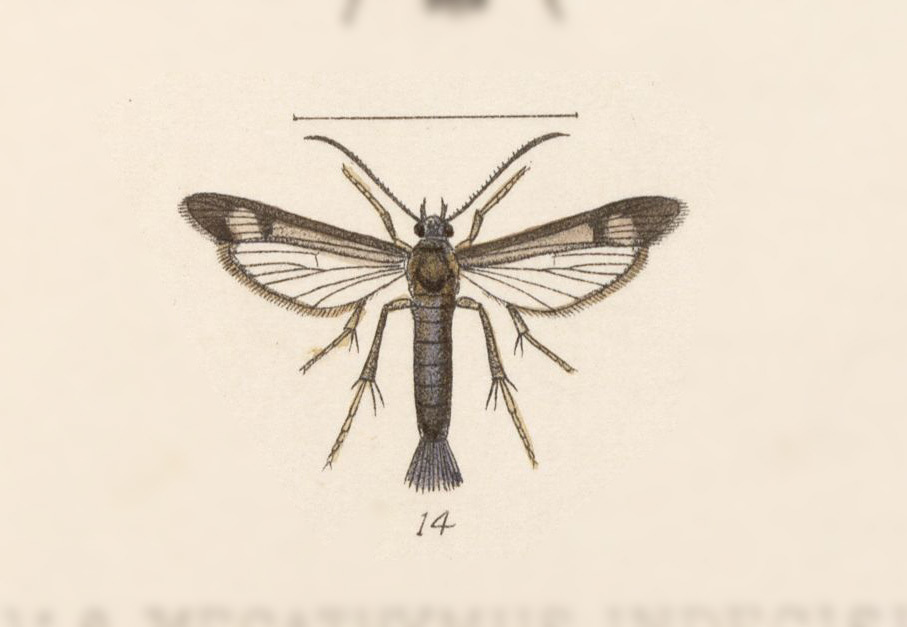 Carmenta hipsides