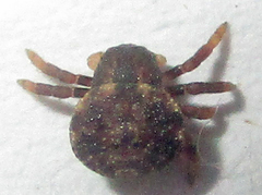 Thomisops sulcatus