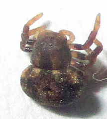 Thomisops sulcatus