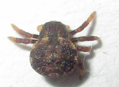 Thomisops sulcatus