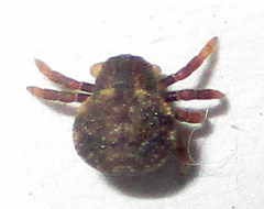 Thomisops sulcatus