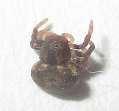 Thomisops sulcatus