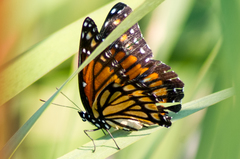 Limenitis archippus watsoni