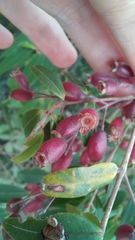 Myrcia splendens