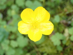 Ranunculus nigrescens