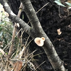 Aleurodiscus vitellinus