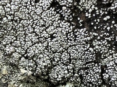 Lecanora argopholis