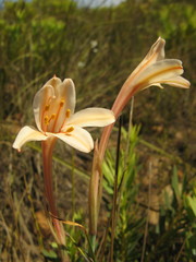 Cyrtanthus leptosiphon