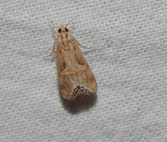 Euchromius nigrobasalis