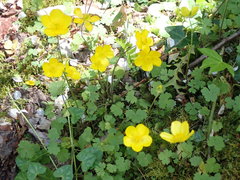 Ranunculus nigrescens